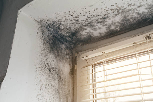 Affordable Mold Remediation solutions in Rancocas, NJ